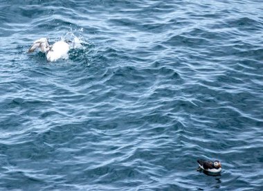 Guillemot okyanusta banyo yapan deniz kuşu.