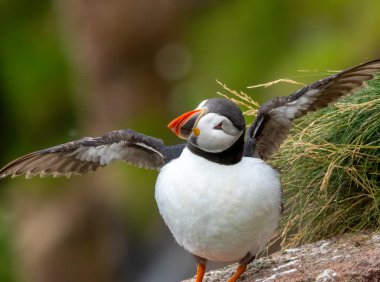 Uçurumdaki çimlerde Atlantik martısı