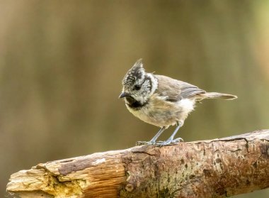 Juvenile crested tit, a rare scottish highlands woodland bird, perched on a branch in the forest