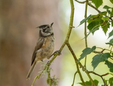 Juvenile crested tit, a rare scottish highlands woodland bird, perched on a branch in the forest