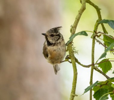 Juvenile crested tit, a rare scottish highlands woodland bird, perched on a branch in the forest