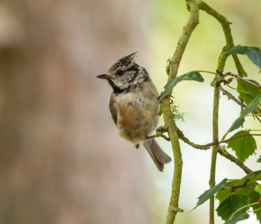 Juvenile crested tit, a rare scottish highlands woodland bird, perched on a branch in the forest