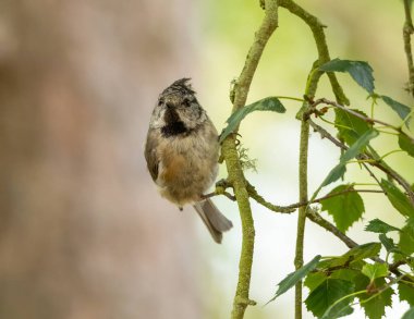 Juvenile crested tit, a rare scottish highlands woodland bird, perched on a branch in the forest