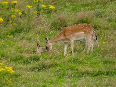 Dişi geyik yavrusuyla çayırda