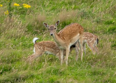 Dişi geyik yavrusuyla çayırda