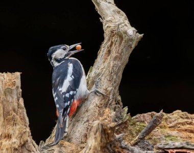 great spotted woodpecker on tree branch. clipart