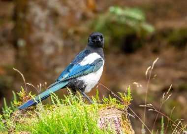 Ormandaki renkli saksağan kuşu kapat