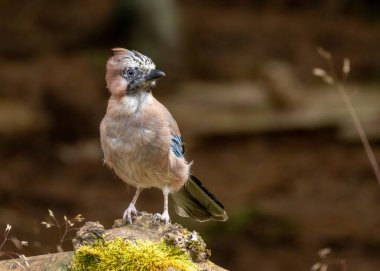 Ormandaki genç renkli Jay Corvid kuşu.