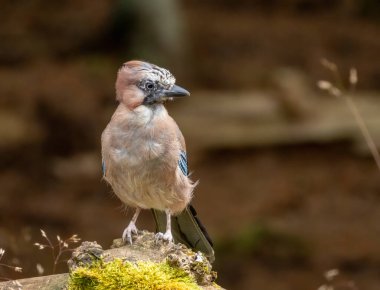 Ormandaki genç renkli Jay Corvid kuşu.