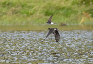 Swift ve kırlangıç sinekleri yakalamak için göletin üzerinde alçaktan uçuyor. 