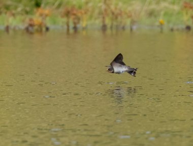 Suyun üstündeki sineklerle beslenen kırlangıçlar.