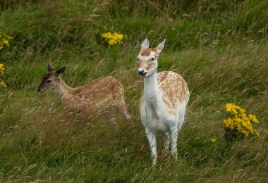 Dişi geyik ve yavrusu çayırda