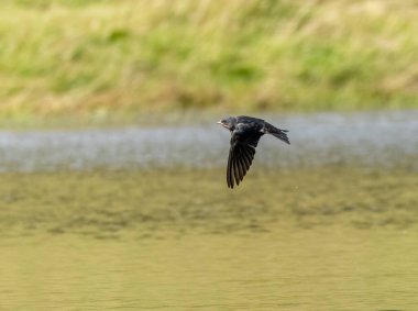 Suyun üstündeki sineklerle beslenen kırlangıçlar.