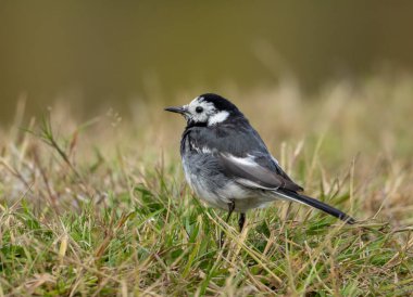 Genç fareli köyün sallanan kuyruğu otların arasında geziniyor.