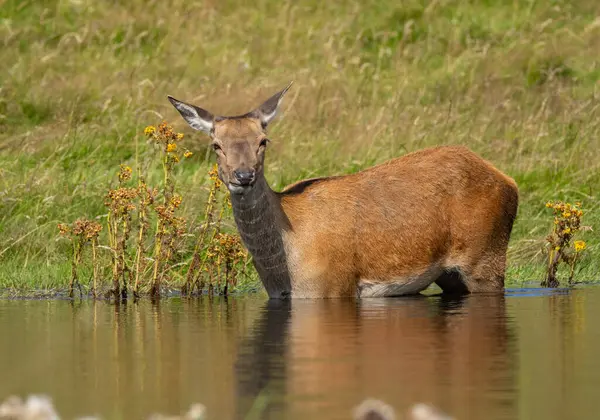 stock image Female red deer in the water on a hot day