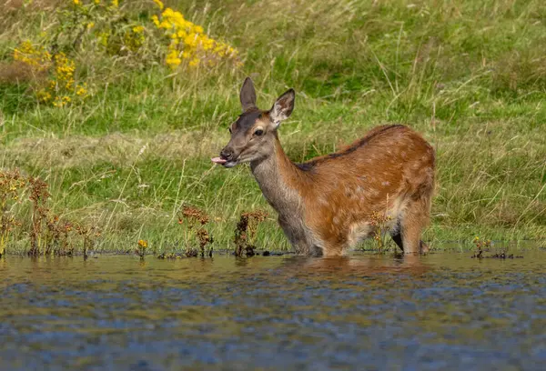 stock image Young red deer in the water on a hot day