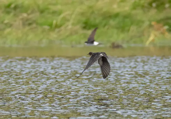 Swift ve kırlangıç sinekleri yakalamak için göletin üzerinde alçaktan uçuyor. 
