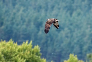Osprey gökyüzünde uçuyor
