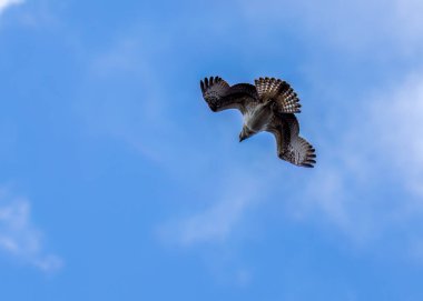 Osprey gökyüzünde uçuyor