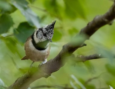 Rare scottish highlands woodland bird, the crested tit, perched on a branch in the forest