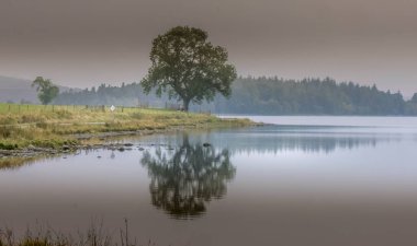 Lochindorb 'un kıyısındaki tek bir ağaç sisin içinde durgun su yansıması var.
