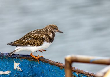 Turnstone small wading bird on the harbour side  clipart