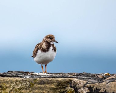 Limanda küçük bir turnstone kuşu var. 