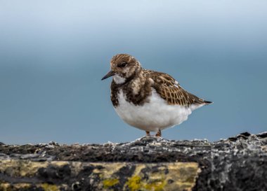 Limanda küçük bir turnstone kuşu var. 