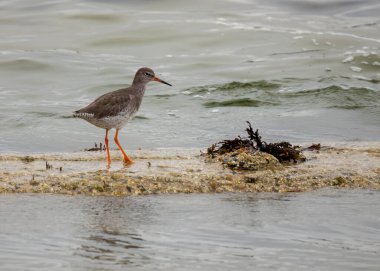 Sahilde kıyı şeridinde yürüyen kırmızı bacaklı kuş
