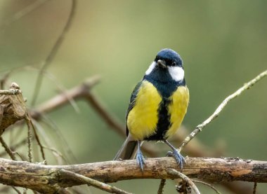 Great tit bird perched on a branch in the forest with natural background