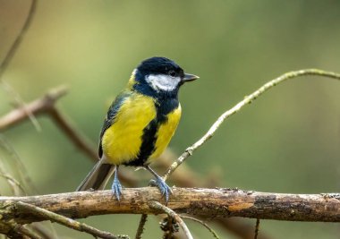 Great tit bird perched on a branch in the forest with natural background