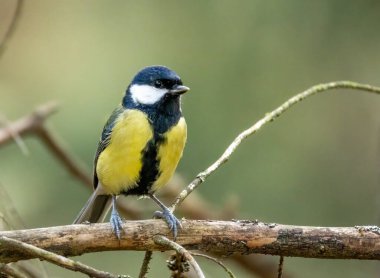 Great tit bird perched on a branch in the forest with natural background