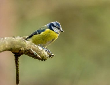 Blue tit bird perched on a branch in the forest looking for grubs