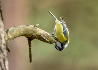 Blue tit bird perched on a branch in the forest looking for grubs