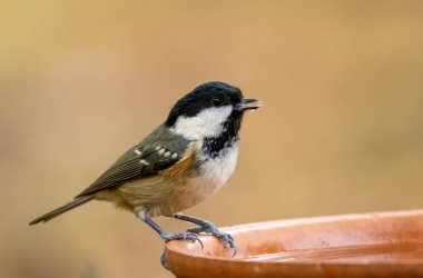 Coal tit, small brown bird, having a drink of water from a dish