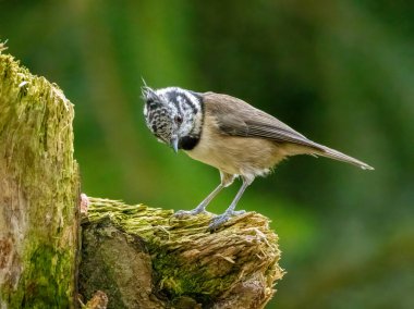 Rare scottish highlands bird, the crested tit, in the woodland 