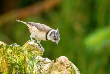Close up of a rare scottish highland woodland bird, the crested tit