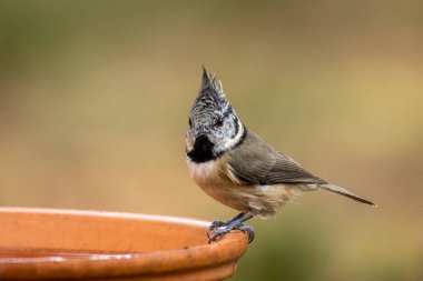 Rare scottish highland bird, the crested tit, perched on the edge of a water dish