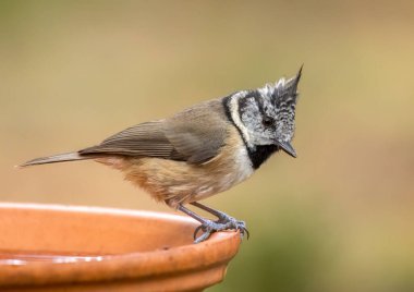 Rare scottish highland bird, the crested tit, perched on the edge of a water dish clipart