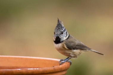 Rare scottish highland bird, the crested tit, perched on the edge of a water dish clipart