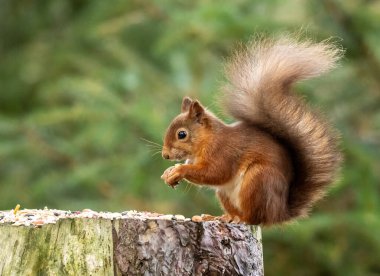 Ormanda fındıklı İskoç kırmızı sincabı