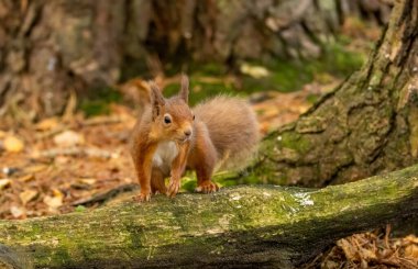 Ormandaki meraklı küçük İskoç kızıl sincabı