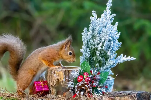 Küçük şirin İskoç kırmızı sincabı, ormanlık alanda süslemeleri olan bir Noel şenliği sahnesinde.
