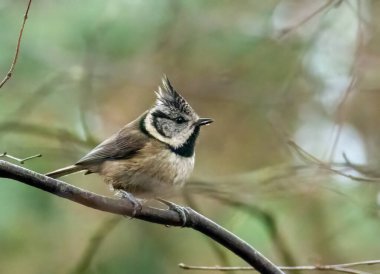 Rare scottish highlands woodland bird, the crested tit, perched on a tree branch in the forest
