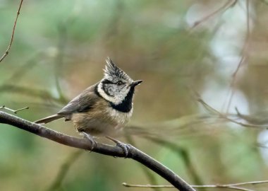 Rare scottish highlands woodland bird, the crested tit, perched on a tree branch in the forest
