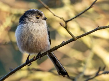 Close up of a cute little long tailed tit bird perched on the branch of a tree in the woodland