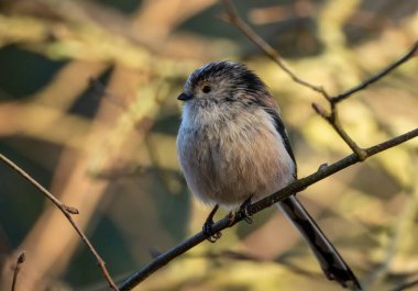 Close up of a cute little long tailed tit bird perched on the branch of a tree in the woodland