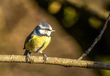 Cute little blue tit bird perched on a branch in the sunshine