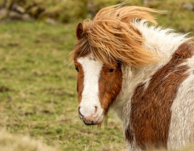 Gerçek Shetland midillileri tarlada