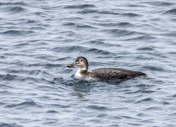 Kızıl boğaz dalgıcı denizde yengeç yakalıyor.
